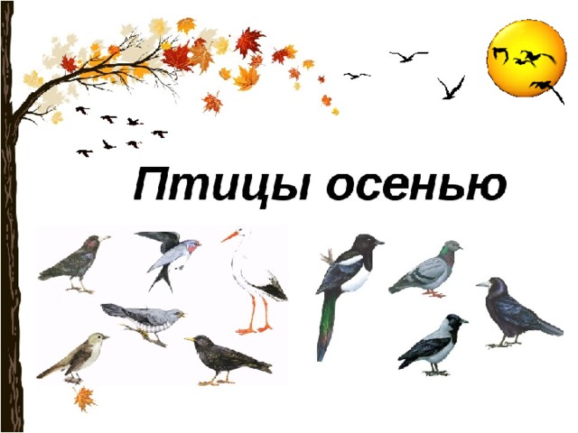 🍂🍁Улетают из осени птицы: пеночки, скворцы, зяблики ...