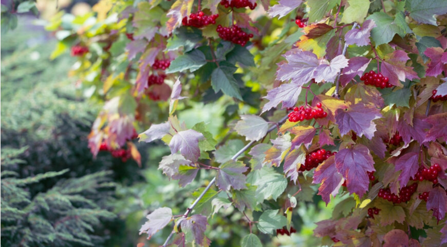 Калина красная (обыкновенная) (Viburnum opulus) - описание ...