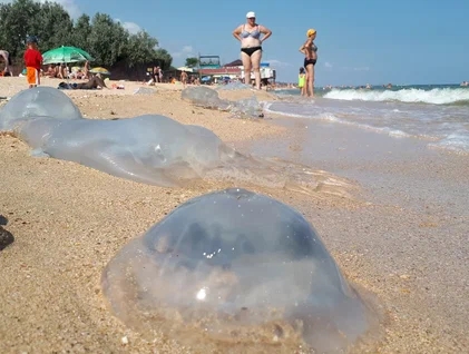 Гигантская медуза, выловленная в Азовском море, напугала ...