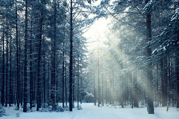 Волшебный зимний лес❄Холст/масло, 70х50 #картинамаслом ...