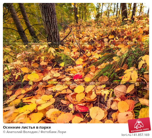 wood, flowers, autumn, leaves ...