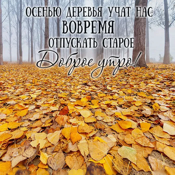 Осень… Доброе утро! ☀️🍂 картинки красивые с супер словами ...