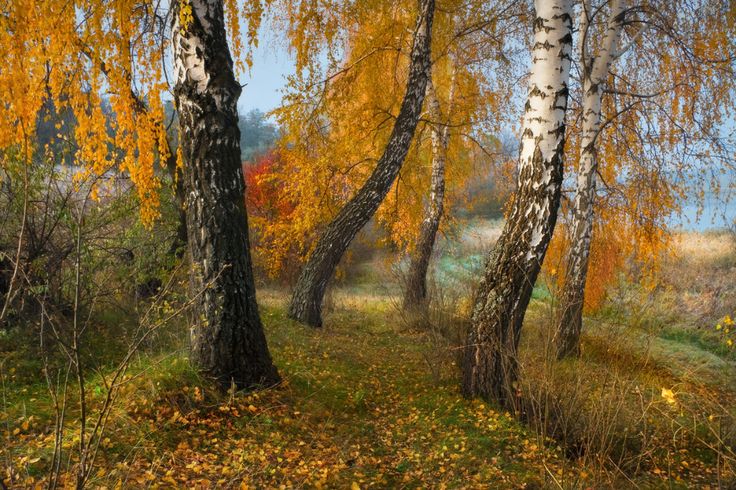 Картинка на телефон: осень, берёзы, роща