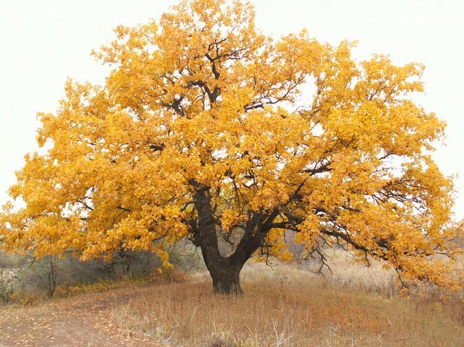 Деревья и листья осенью