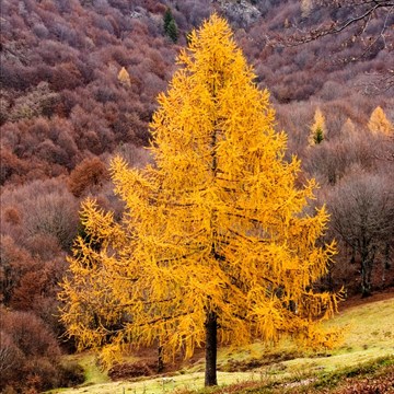 Лиственница европейская, зимостойкая, декоративная ...