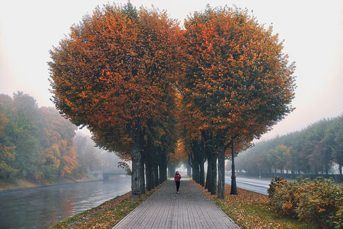 Обои осень, листья, деревья, красивые, Autumn, кленовые на ...