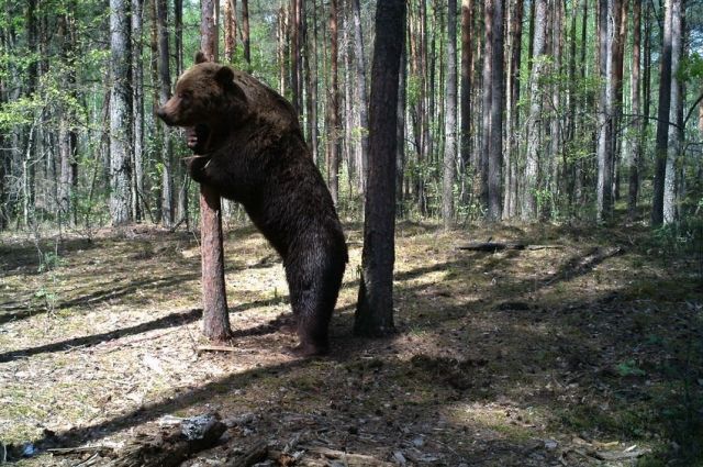 Заповедник Брянский лес — подробная ...