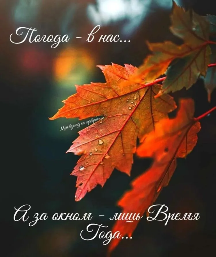 🍁 ⛅ ☕ Картинки С добрым осенним утром ...