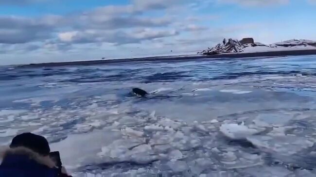 Охотское море - актуальные новости сегодня - ПРАЙМ