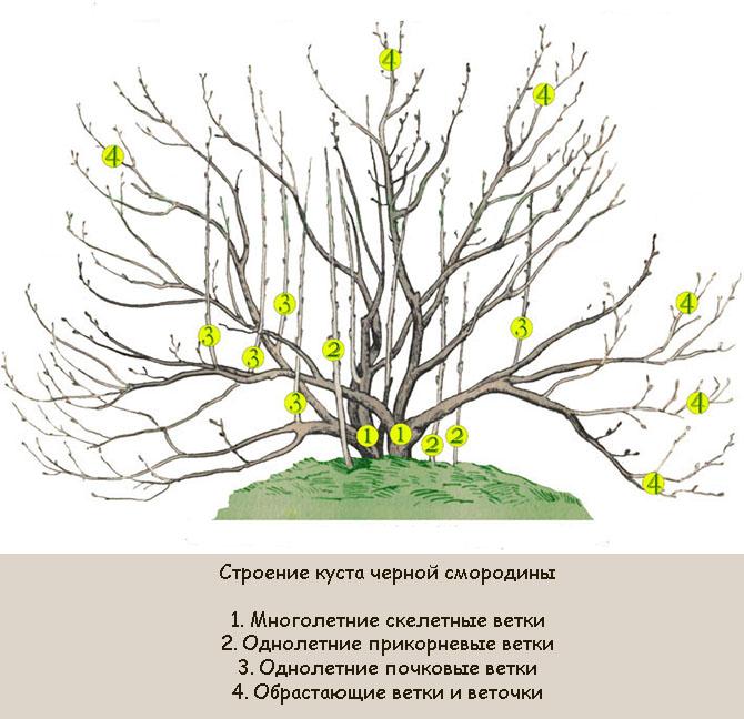 Обрезка смородины - мастер класс по ...