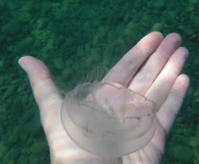 Водятся ли акулы в Черном море: биолог назвала опасных водных ...