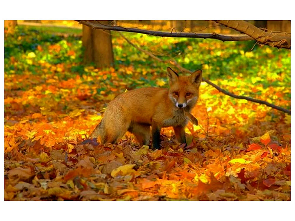 🍂Из «Дневника природы» Геннадия Дубино. Осенние встречи ...