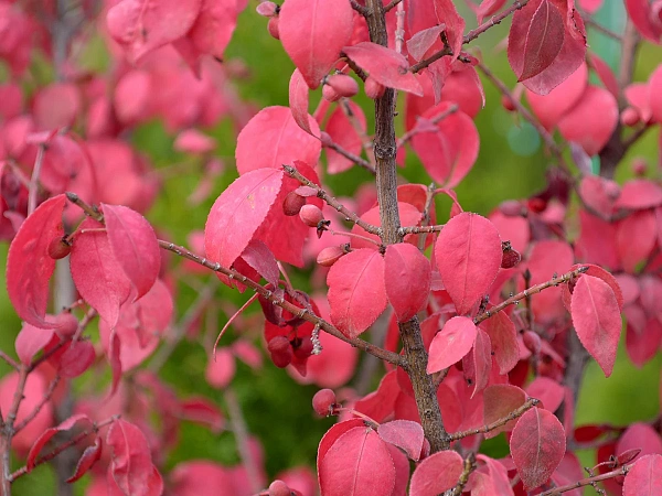 Бересклет крылатый (Euonymus alatus) - Лиственные растения ...