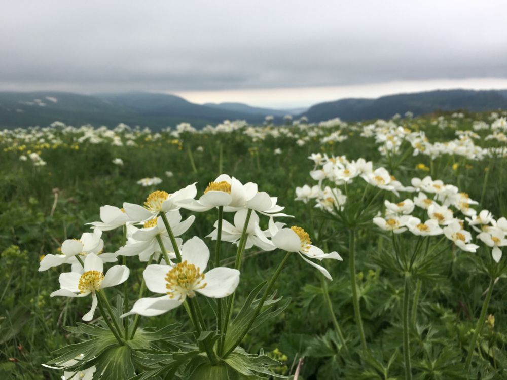 плато Лаго-наки Хребет Каменное море Абадзешский перевал ...