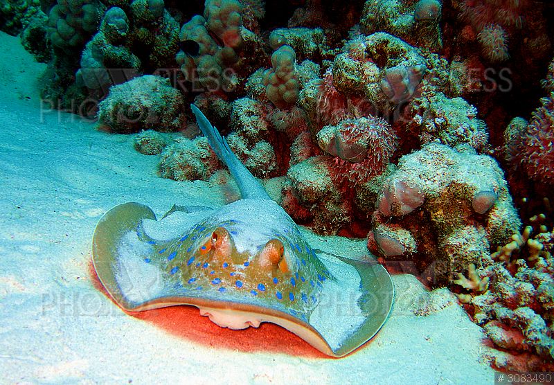 Правила безопасности в Красном Море, на берегу и в воде.