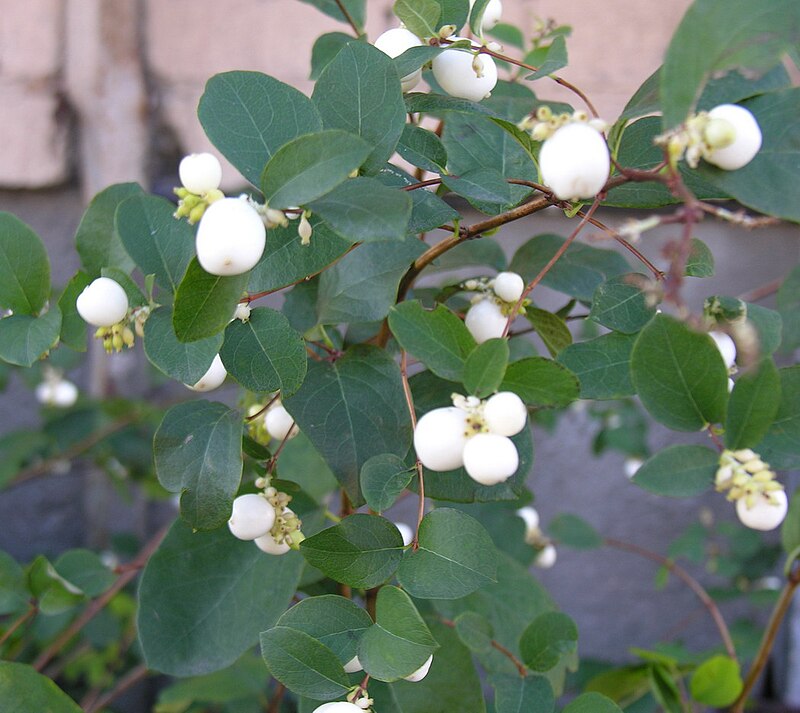 Снежноягодник белый (лат. Symphoricarpos albus)