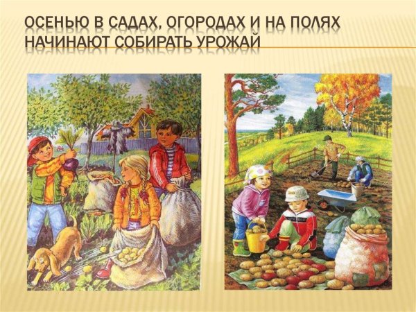 Месяц сбора урожая сентябрь: сроки и ...