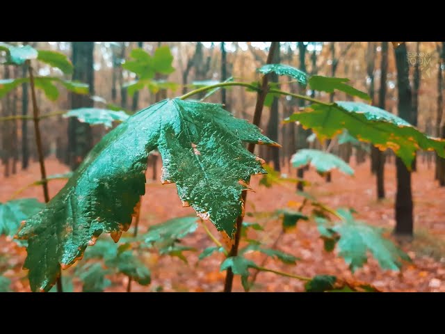 Осенний лес во время дождя. | Портрет ...