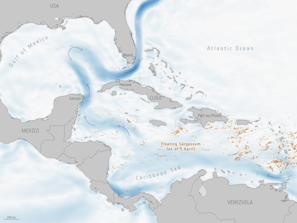 Саргассово море+Бермудский треугольник