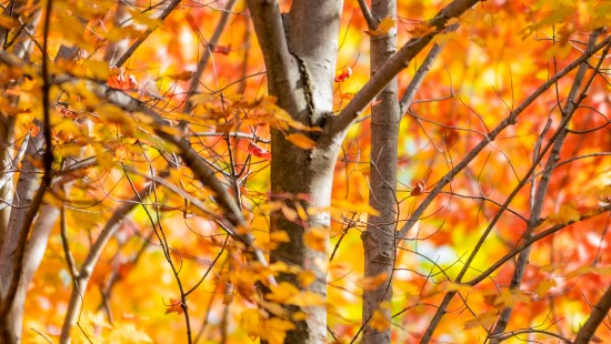 Обои лес, дерево, горы, осень, forest, tree, mountains ...