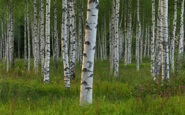 Лес березы и сосны смешанный летом Стоковое Фото ...