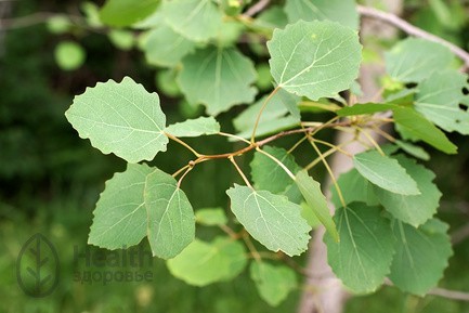 Жёлто-красные листья осины обыкновенной (Populus tremula ...