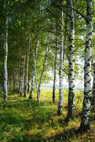 Березы В Осенью — стоковые фотографии и другие картинки Без ...