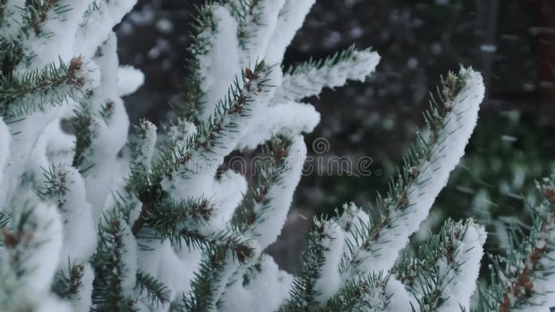 Вертикальное видео Женщина фотографирует зимние деревья со ...