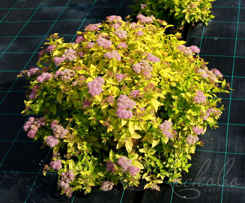 🌿 Саженцы спирея японская Голден Принцесс (Spiraea japonica ...