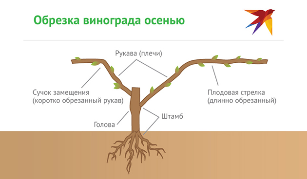 Как правильно обрезать виноград для успешной зимовки | В саду ...