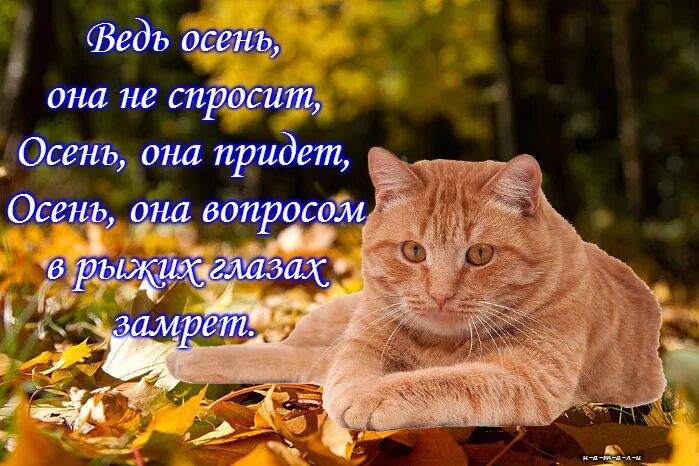 Котоматрица: ОСЕНЬ это не просто время ...