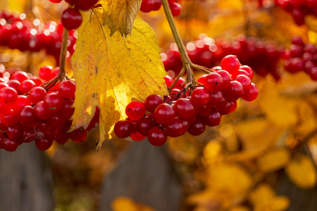 Калина Гордовина,Viburnum Iantana