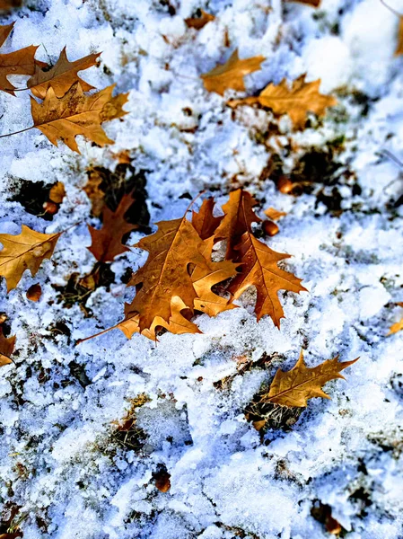 Зима и осень встретились...🍁🍂❄ 📷 galinakoponen | КРАСИВЫЕ ...