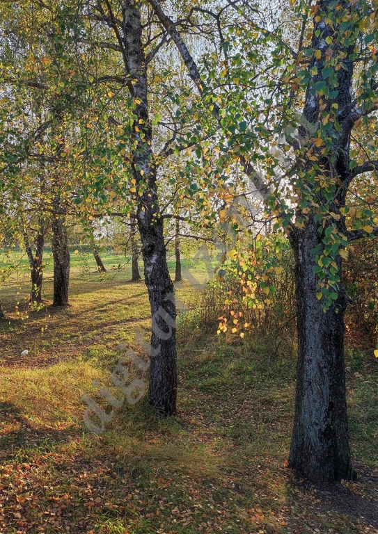 Скачать картинки Осенние березы, стоковые фото Осенние березы ...