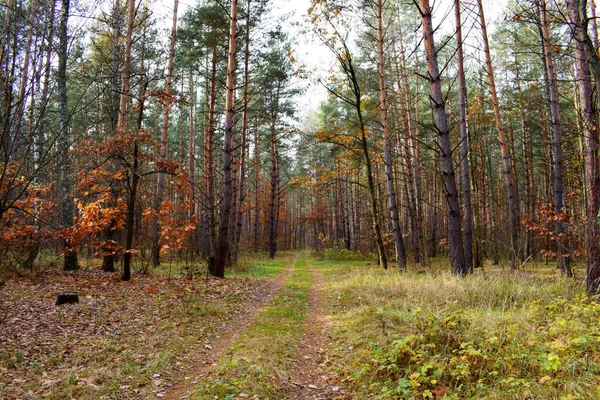 Поздняя осень фон, 500 картинки Фото и ...