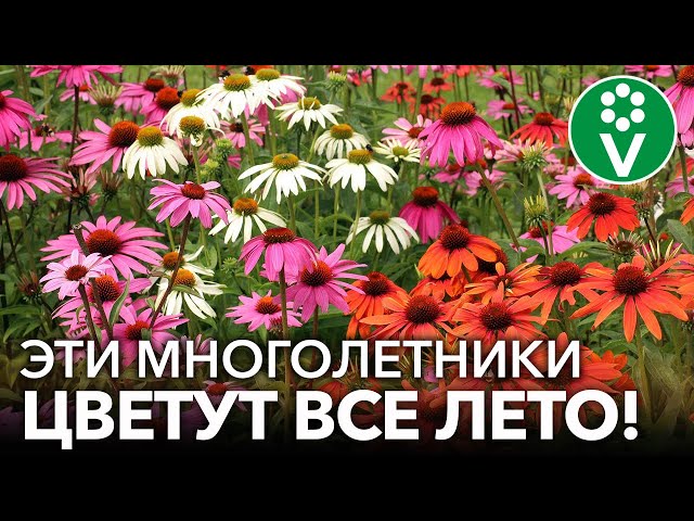 Вьющиеся однолетники, цветущие все лето: фото и названия ...