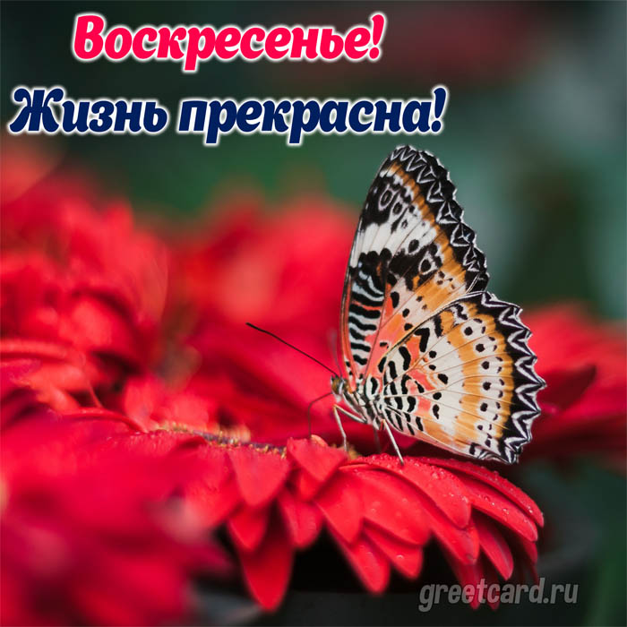 Воскресенье - лето - ягоды - утро - Открытки - с добрым утром ...