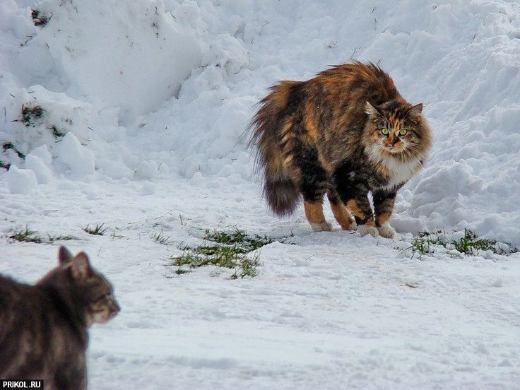 С 1 ДЕКАБРЯ! 🥳❄️ — Поздравления с началом зимы в картинках ...