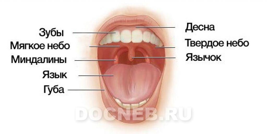 Доброкачественные опухоли полости рта | Хорошая Стоматология