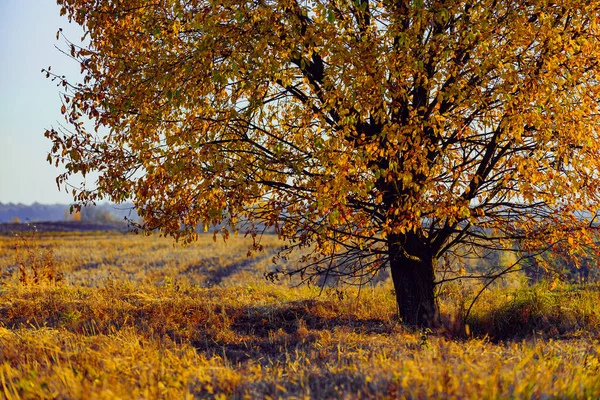 Осень.Поле. Одинокое дерево :: Константин – Социальная сеть ...