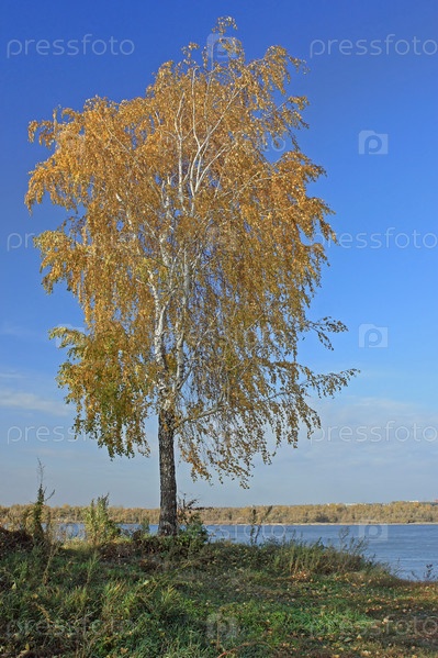 Рисунок детский береза осенью (53 фото)