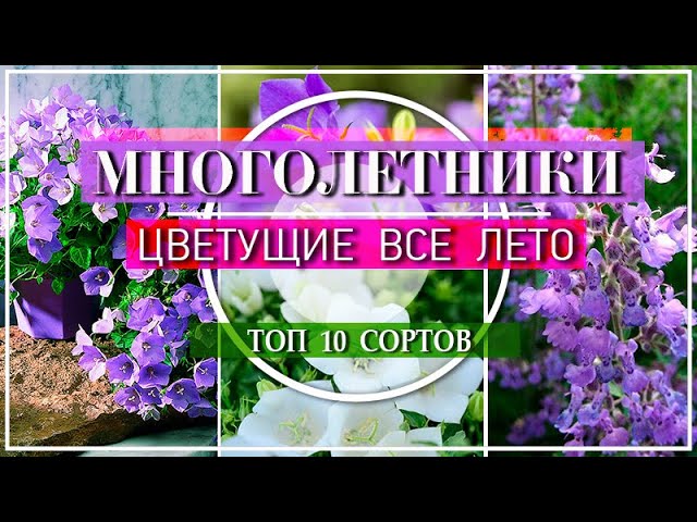 Садовые растения, цветущие все лето