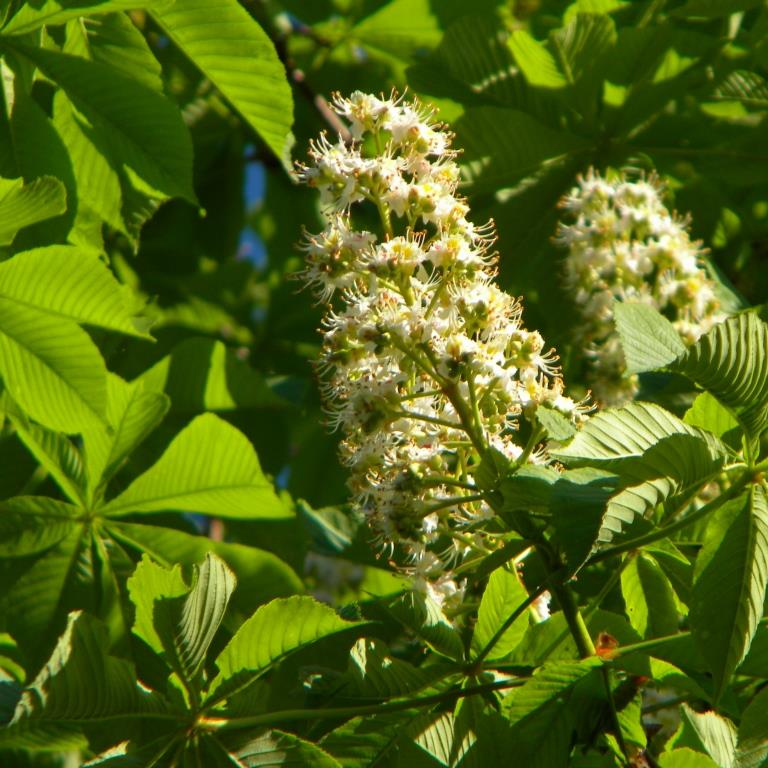 Конский каштан обыкновенный осенью (Aesculus hippocastanum ...