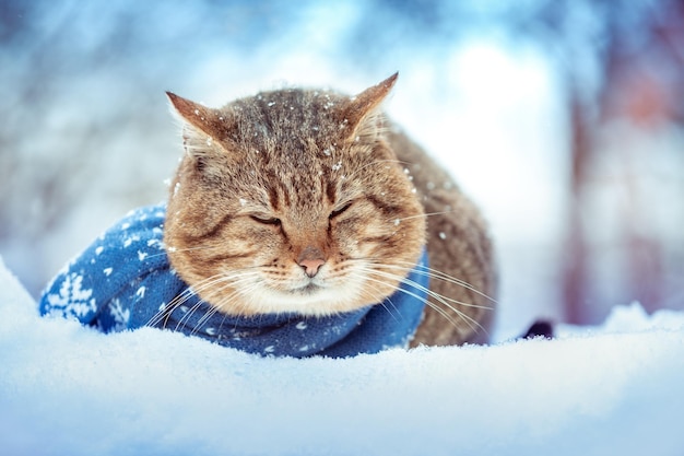 Фотография: кот, зима, рыжий, снег, на задних лапах, котэ