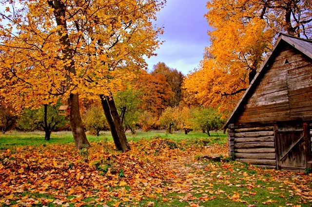 Золотая» осень в Туле | АиФ Тула