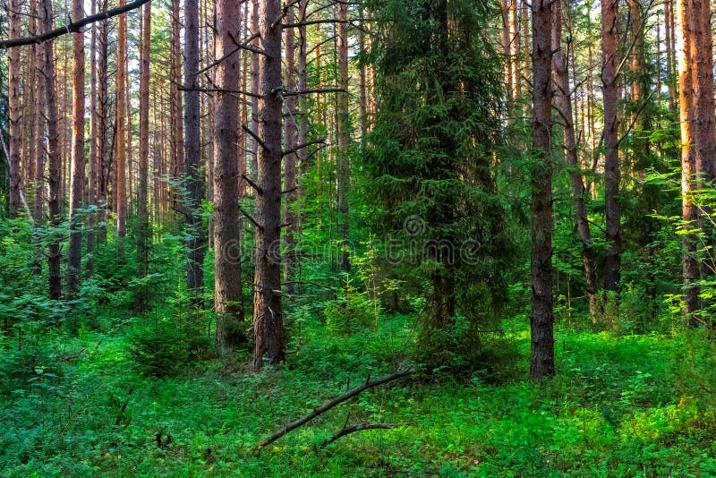 Скачать картинки Хвойные леса, стоковые ...