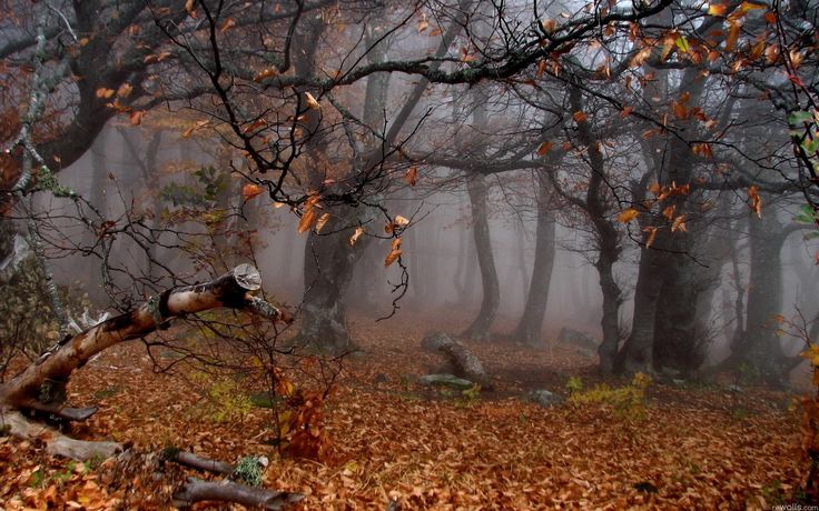 Поздней осенью в лесу