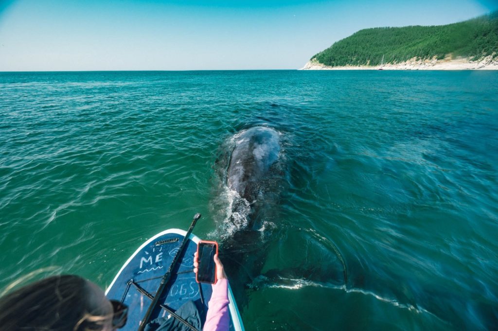 Гайд по Шантарским островам 🐋 Киты, скалы и Охотское море ...