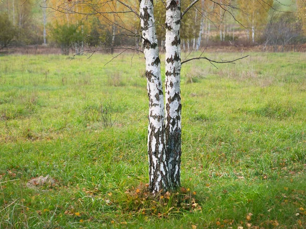 Деревья, хвойные деревья, сосны, лиственные деревья, березы ...