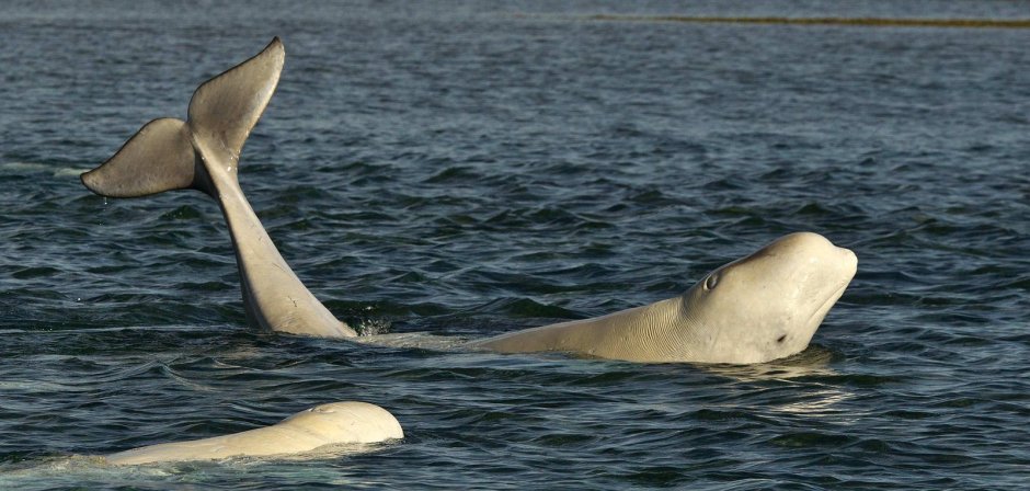 Белое море. Жизнь подо льдом